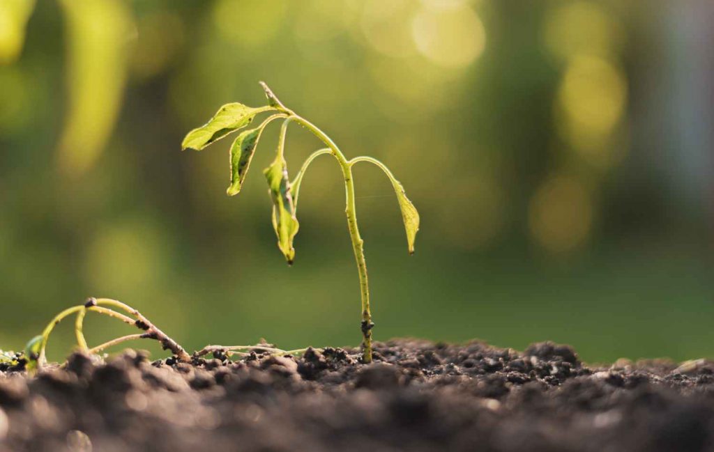 drought stress in plants