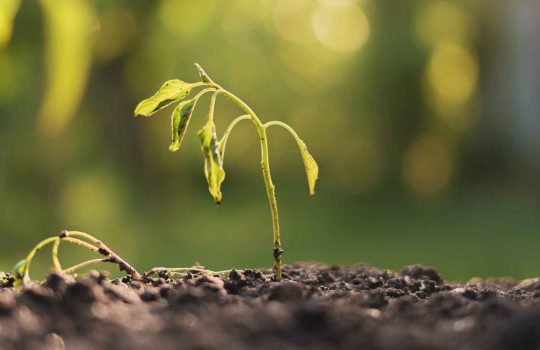 drought stress in plants2